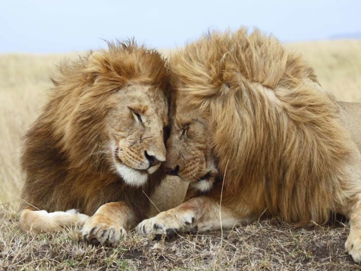 Männliche Löwen sind zärtlich zueinander
