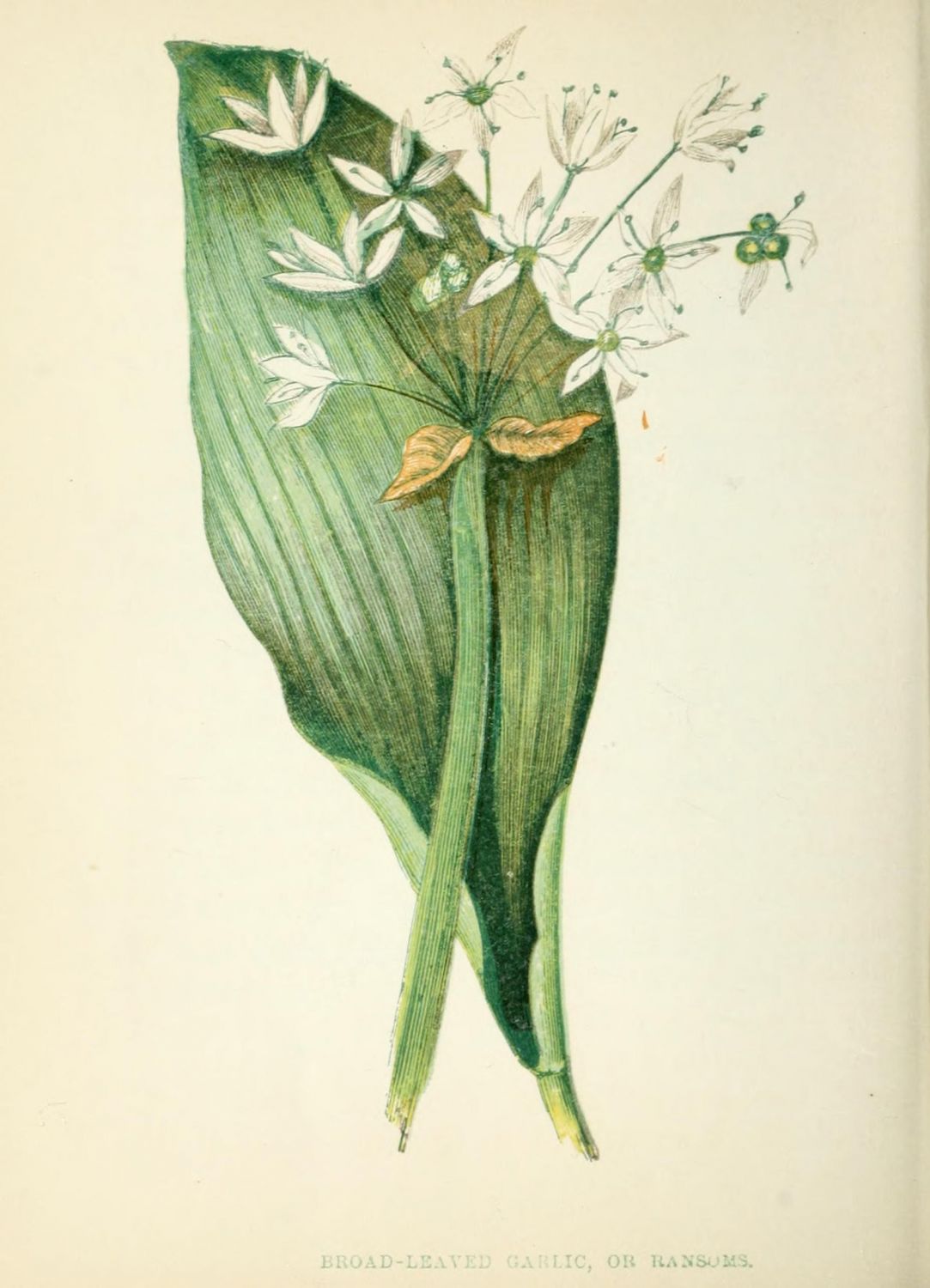 Graphische Zeichnung einer Bärlauchblüte und dazugehörigem Blatt