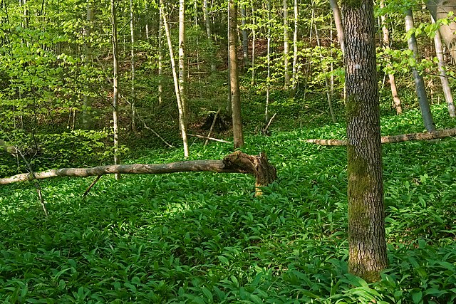 Bärlauch bedeckt Fläche im Sihlwald